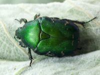 Protaetia ungarica