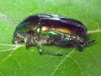 Protaetia affinis