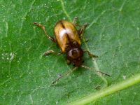 Lythraria salicariae