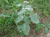 Heliotropium