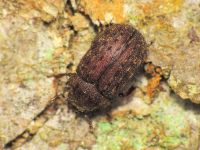 Aesalus ulanowsky