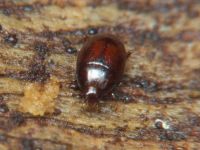 Acritus minutus