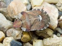 Dyroderes umbraculatus