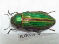 Buprestidae