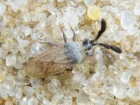 Copium teucrii