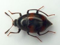 Scaphidium quadrimaculatum