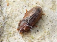 Cis rugulosus