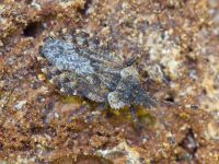 Aradus betulae