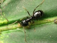Lasius fuliginosus