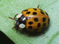 Harmonia axyridis