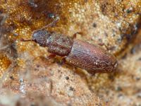 Monotoma quadrifoveolata