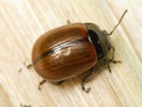 Chrysolina reitteri