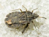 Aradus distinctus
