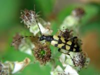Rutpela maculata