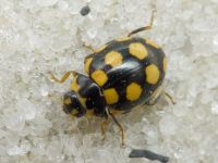 Coccinula quatuordecimpustulata