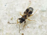 Scolopostethus