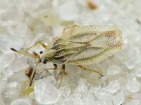Elasmotropis testacea