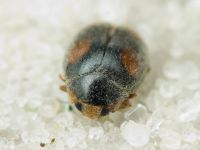 Scymnus frontalis