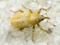 Tychius squamulatus