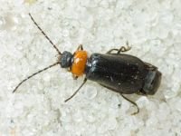 Autosilis nitidula