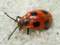 Endomychus coccineus