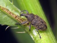 Larinus (Phyllonomeus) carlinae