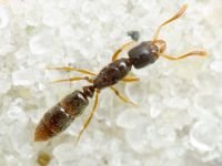 Ponera coarctata