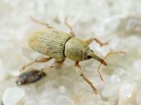 Tychius