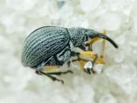 Eutrichapion viciae