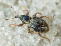 Limobius borealis