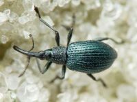 Cyanapion columbinum