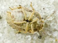 Sciocoris deltocephalus