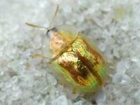 Cassida (Mionycha) subreticulata