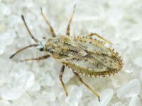 Tingis (Tropidocheila) maculata