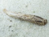 Canephora hirsuta