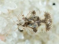 Stephanitis pyri