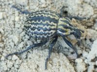 Brachycerus sinuatus
