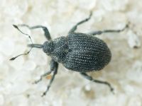 Ceutorhynchus puncticollis