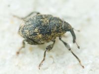 Mogulones abbreviatulus