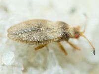 Oncochila simplex