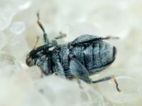 Pseudorchestes
