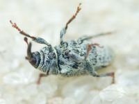 Sibinia (Sibinia) subelliptica