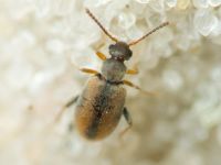 Cobososia pruinosa