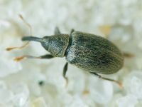 Acalyptus carpini