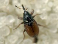 Mecinus plantaginis