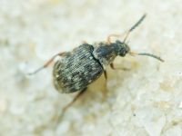 Bruchidius varius