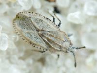 Tingis (Tingis) grisea