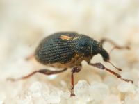 Rhinoncus leucostigma