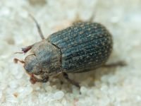 Trox cadaverinus