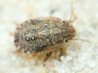 Sciocoris